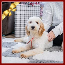 Drum - Red male Cockapoo puppy in Connersville, Indiana from Deaz Doodle Ranch