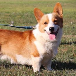 Tod - Pembroke Welsh Corgi