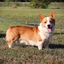 Tod - Pembroke Welsh Corgi