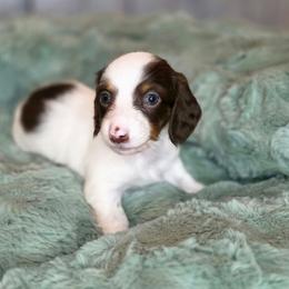 Yellow - Piebald female Dachshund puppy in Salado, Texas from DK's Dream Doxies