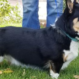 Australian Shepherds and Pembroke Welsh Corgis from TnT's Aussies and Corgis
