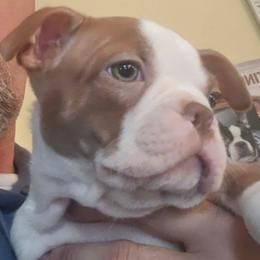 Liberty - Lilac female Boston Terrier puppy in Warwick, Rhode Island from Mad Bossies