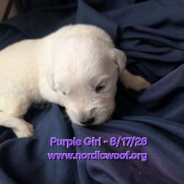 Purple Girl - Light golden female Golden Retriever puppy in Peoria, Arizona from Nordic Woof's Golden Retrievers