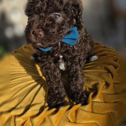 River - Chocolate male Goldendoodle puppy in Decatur, Tennessee from Diamond's Doodles