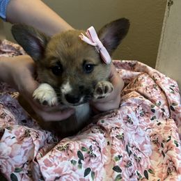 Pembroke Welsh Corgi Puppies from Mehling Corgis