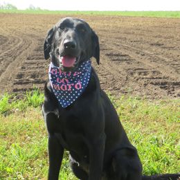 Labradoodles, Labrador Retrievers, and Sheepadoodles from Millies Legacy Farm