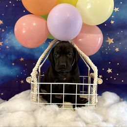 Marina - Black female Great Dane puppy in Westland, Michigan from Lazuli Great Danes