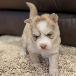 Pup 1 Red Male Blue Eyes - Red and white male Pomsky puppy in Hurleyville, New York from My Crazy Pomskys