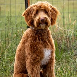 Parker - Goldendoodle