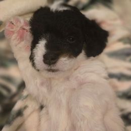 Sinatra - Tri-color male Double Doodle puppy in Prescott Valley, Arizona from Ramirez Family Doodles