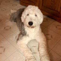 Belle - Old English Sheepdog