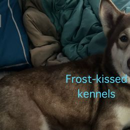 Siberian Huskies from Frost-Kissed Kennels