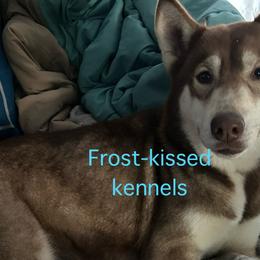 Siberian Huskies from Frost-Kissed Kennels