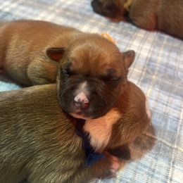 Dasher - Red male American Staffordshire Terrier puppy in Marietta, Georgia from Ambition Amstaffs