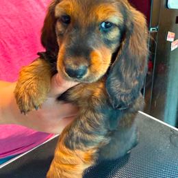Kitty - Red female Dachshund puppy in Bluff City, Tennessee from Sidanelv Dachshunds