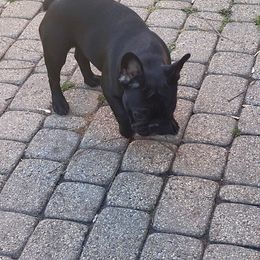 French Bulldog Puppies from 2 J’s Frenchies