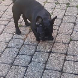 French Bulldog Puppies from 2 J’s Frenchies
