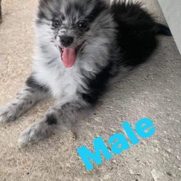 Pomeranian Puppies from Jazzi’s Poms