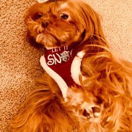 Lucy - Shih Tzu