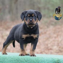 Nova - Black and mahogany female Rottweiler puppy in Uniontown, Alabama from CedarBluff Rottweilers
