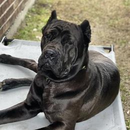 Stripes  - Cane Corso