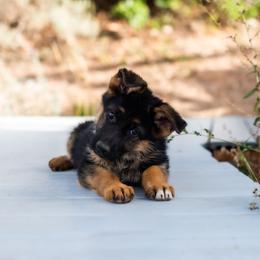 Dark Blue Female - Black and red female German Shepherd puppy in Kamas, Utah from Uinta Mountain Shepherds