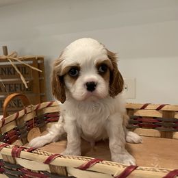 Cavalier King Charles Spaniel Puppies from Ridgefield Cavaliers
