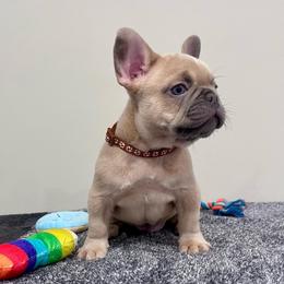 Cali - Blue fawn male French Bulldog puppy in Lynchburg, Ohio from Pennington Family Frenchies