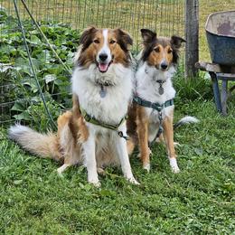 Old Time Scotch Collie Puppies from Ashgrove Farm