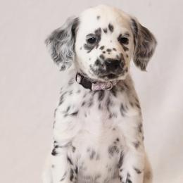 Light purple - White and black female Dalmatian puppy in Cottage Grove, Oregon from Hidden Hills Dalmatians
