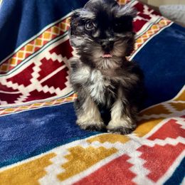 Miniature Schnauzer Puppies from Cali Sun-kissed Schnauzers