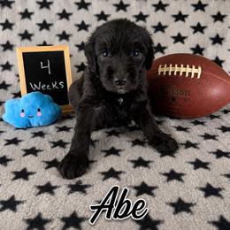 Abe - Black male Sheepadoodle puppy in Glen Rose, Texas from Clevenger’s Sheepadoodle Fur Baby Farm