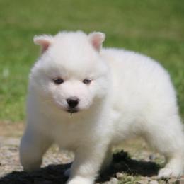 Mickey - White male Pomsky puppy in Junction City, Ohio from JC Pups