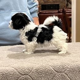 Havanese Puppies from Cralyn's