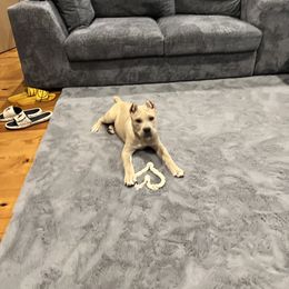 Kali - Cane Corso