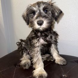 Marley - Salt and pepper male Miniature Schnauzer puppy in Watauga, Texas from Sissy’s Schnauzers
