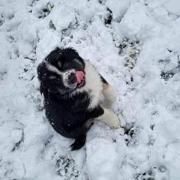 Australian Shepherd Puppies from Steady Aim Aussies