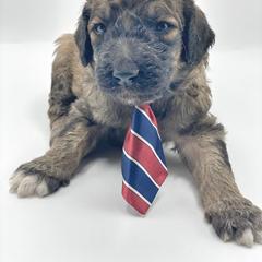 Bernedoodle and Bordoodle Puppies from Divine Doodles