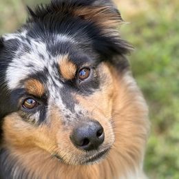 Denali - Miniature Australian Shepherd