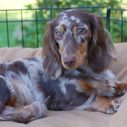 Atari - Dachshund