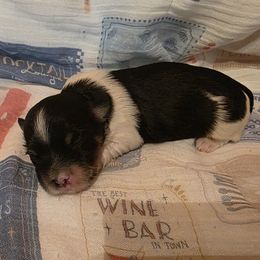 Andy - Black and white female Havanese puppy in Deer Park, Washington from Mt. Top Havanese