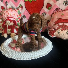 Assorted Doodle Crosses, Maltese, and Poodle Puppies from House of Poodles