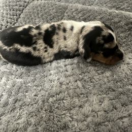 Dapple Boy - Dapple male Dachshund puppy in Buckeye, Arizona from Ryder's Roundup
