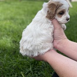 Cavapoo Puppies from Ellas.Pups