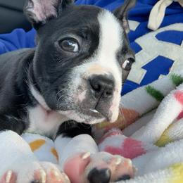 Boston Terrier Puppies from Bosties of Atlanta (BOA)