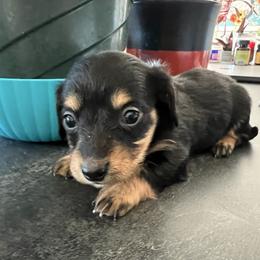 Suzi - Black and tan female Dachshund puppy in Aurora, Missouri from Baileys Precious Puppies
