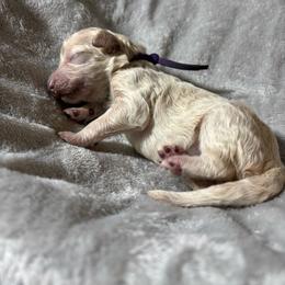 Porsche - Apricot female Poodle puppy in Elkin, North Carolina from Poodle and Doodle Haven