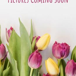 Male 3 - Black male Shihpoo puppy in Coshocton, Ohio from Forever Family Puppies