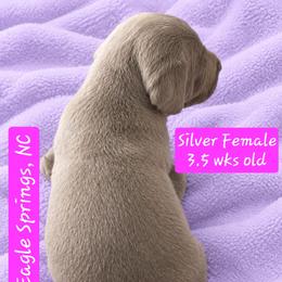 Azalea - Silver female Great Dane puppy in Biscoe, North Carolina from Clouser's Bodacious Danes & Miniature Schnauzers