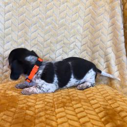 Orange collar, female - Piebald female Dachshund puppy in Brevard, North Carolina from Morgan’s Dachshund’s & Aussies
